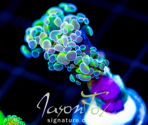 JF HOLOGRAM HAMMER