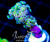 JF HOLOGRAM HAMMER