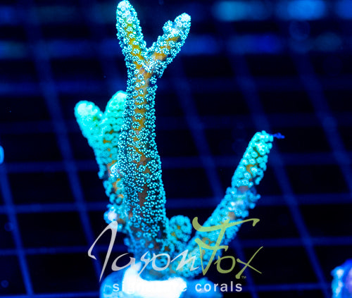 JF GREEN GODDESS BN XL FRAG