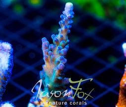 WWC YELLOW TIPS ACRO