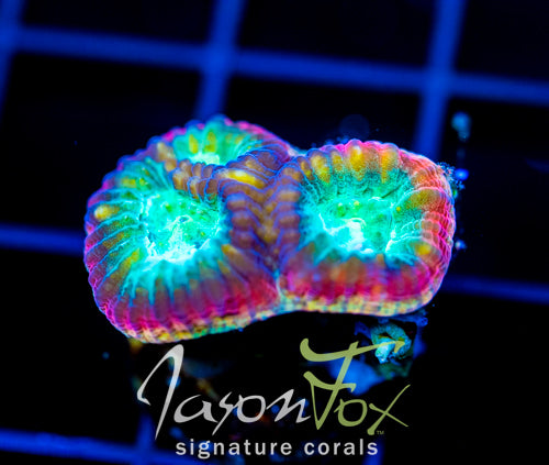JF PSYCHO RAINBOW RIM FAVIA