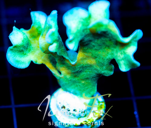 JF JUNGLE GYM BRANCHING LEPTO XL FRAG