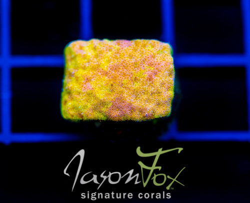 JF SUNSPOT PSAMMOCORA