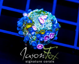 JF SUNFLOWER ZOAS COMBO