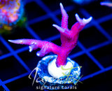 JF PINK FLAMINGO BN