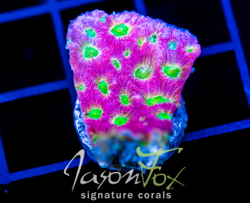 JF DAY GLO FAVIA