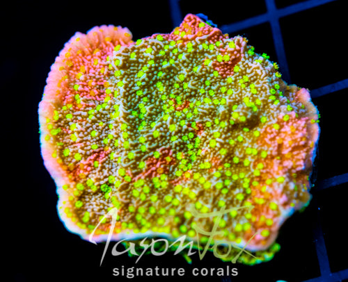 JF GRAFTED SUN MONTI XL FRAG