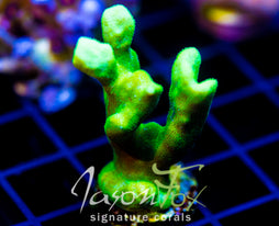 JF GREEN BRANCHING PSAMMACORA