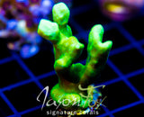 JF GREEN BRANCHING PSAMMACORA