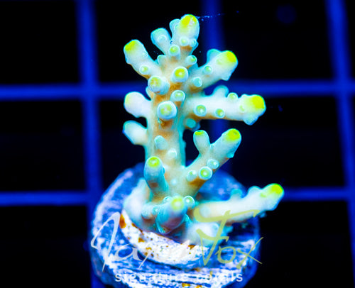 JF RADIANT STAG