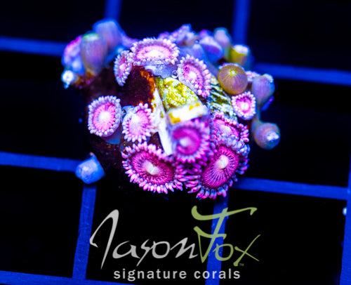 JF BURNING BLOSSOMS ZOAS