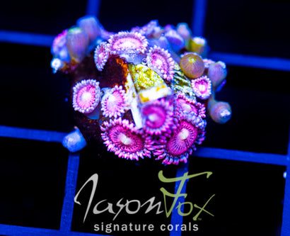 JF BURNING BLOSSOMS ZOAS
