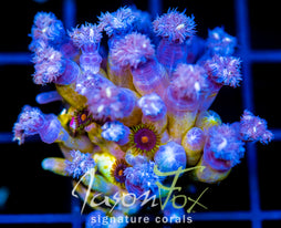 JF YELLOW INFUSED RAINBOW CLOVES COMBO XL