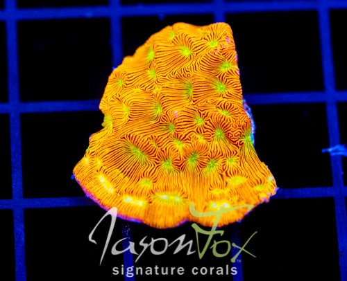 JF JACK O LANTERN LEPTO XL FRAG