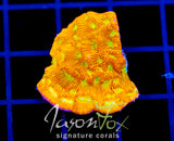 JF JACK O LANTERN LEPTO XL FRAG