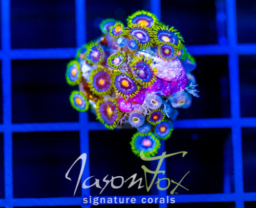 JF ASS MONKEYS ZOAS