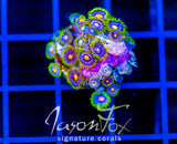 JF ASS MONKEYS ZOAS