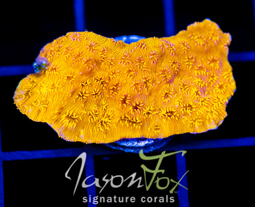 JF GOLDEN YELLOW PAVONA