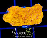 JF GOLDEN YELLOW PAVONA