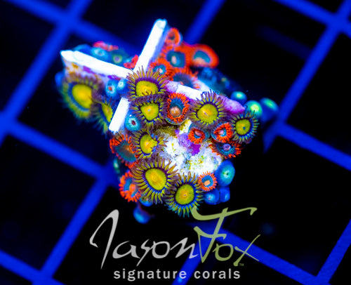 JF GATORAIDES ZOAS COMBO