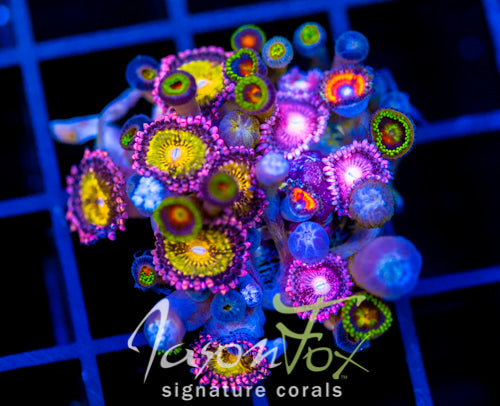 JF ZOA BOUQUET XL FRAG