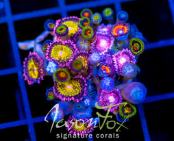 JF ZOA BOUQUET XL FRAG