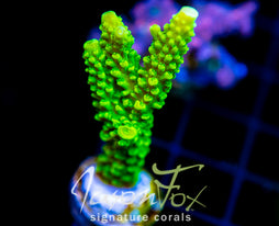 GREEN SLIMER ACRO