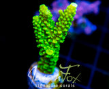 GREEN SLIMER ACRO