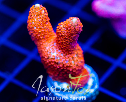 JF SUNTAN DIGI