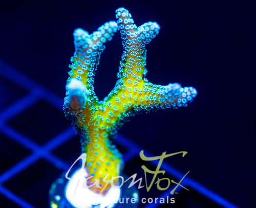 JF ENCHANTED FOREST BN