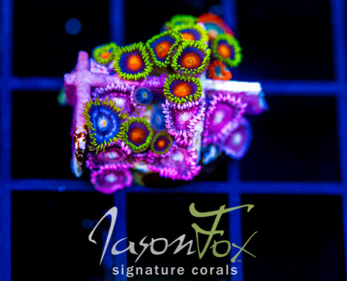 JF ZOA BOUQUET