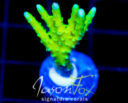 BR GREEN GOBLIN ANACROPORA