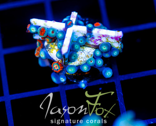 JF GATORAIDES ZOAS