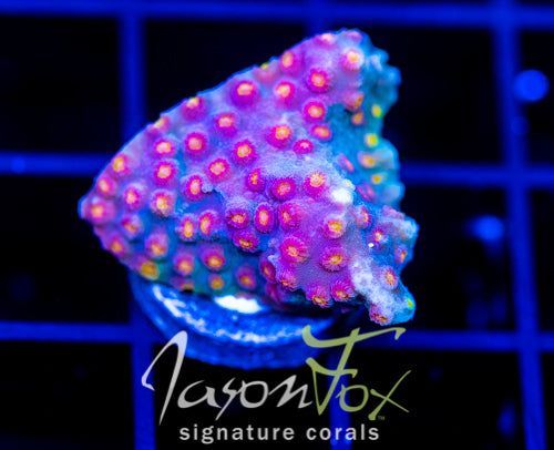 JF BUZZ KILL CYPHASTREA