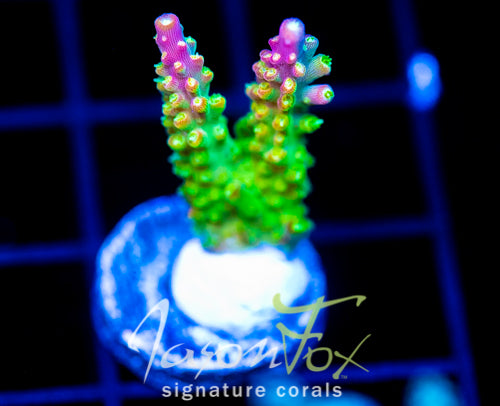 JF HATERAID ACRO