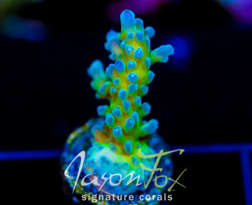 JF LEMONGRASS ACRO