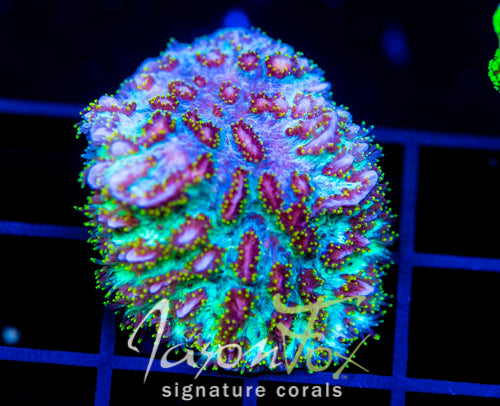 JF MAGIC CARPET HYDNO XL FRAG