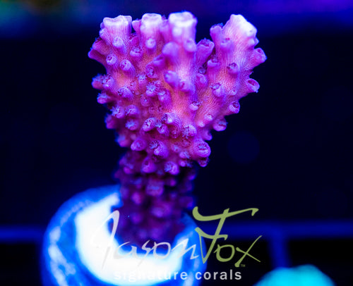 JF DEEP PURPLE STAG