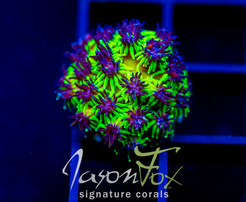 JF INFERNO GALAXIA