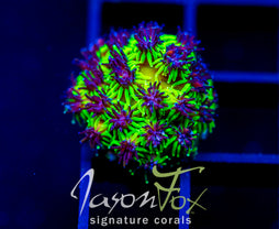 JF INFERNO GALAXIA