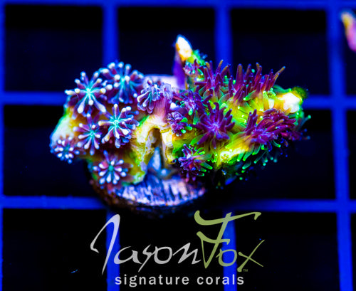 JF INFERNO GALAXIA COMBO