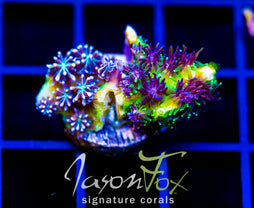 JF INFERNO GALAXIA COMBO