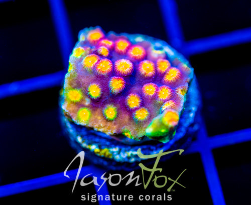 JF PARTY CRASHER CYPHASTREA
