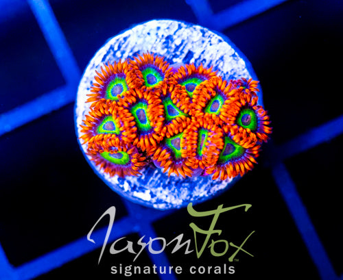 JF VEGAS STRIPS ZOAS