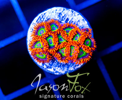 JF VEGAS STRIPS ZOAS