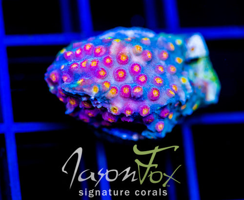 JF BUZZ KILL CYPHASTREA