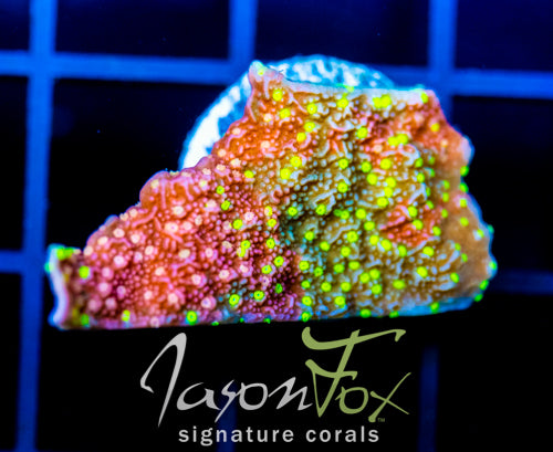 JF GRAFTED SUN MONTI