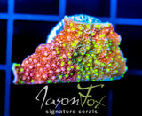 JF GRAFTED SUN MONTI