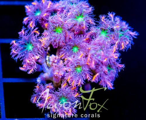JF ORANGE INFUSED RAINBOW CLOVES