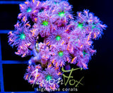 JF ORANGE INFUSED RAINBOW CLOVES
